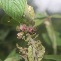 Flemingia macrophylla (Willd.) Kuntze ex Merr.